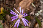 Georgia aster